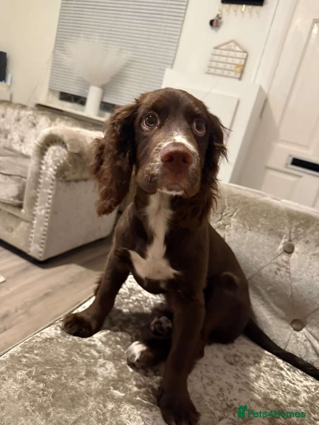 Sprocker dogs for sale: Rio the cocker spaniel  - Advert 5