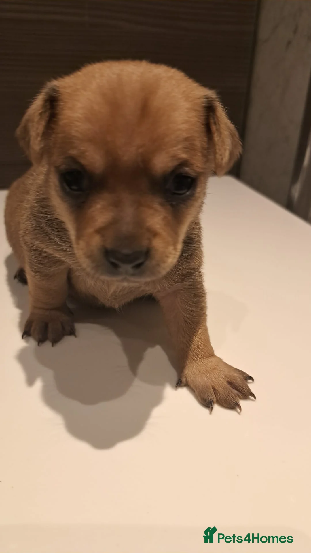 Mixed Breed dogs for sale: Pups ready at 8 weeks old currently at 3 weeks - Advert 2