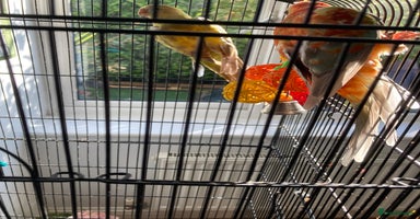 Parakeets birds - Advert 15