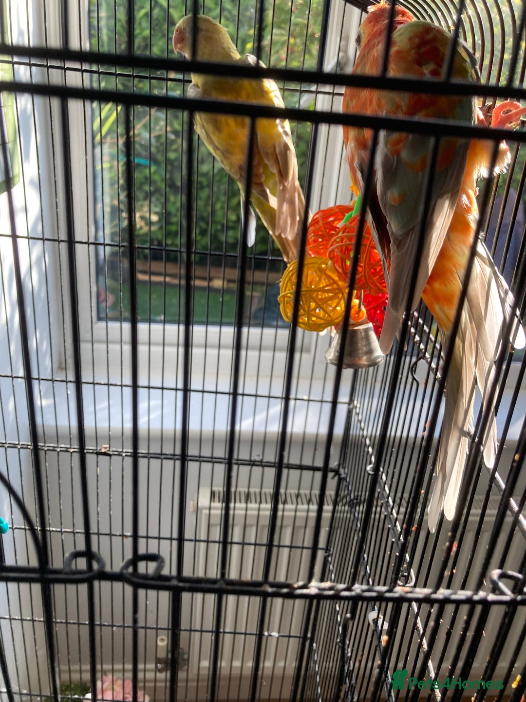 Parakeets birds for sale: Red rump pair - Image 2