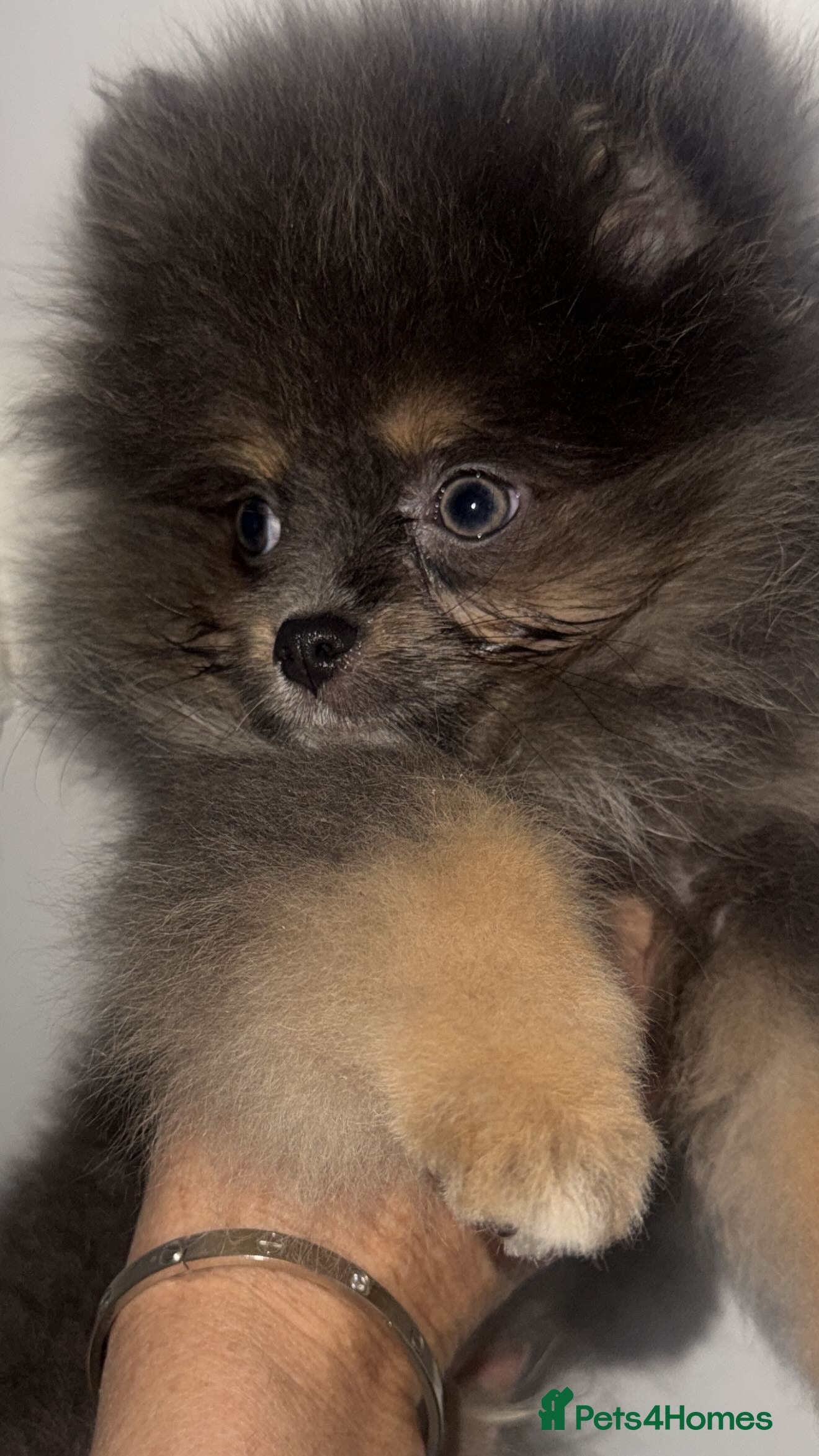 Pomeranian dogs Fully vaccinated Beautiful boys ready to go  - Advert 6