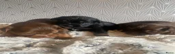 Yorkshire Terrier dogs for sale: 🐾 Cute puppies are looking for a loving home! 🐾 - Advert 18