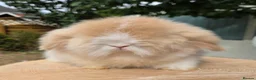 Angora rabbits for sale:  Super fluffy baby teddywidders   - Advert 6