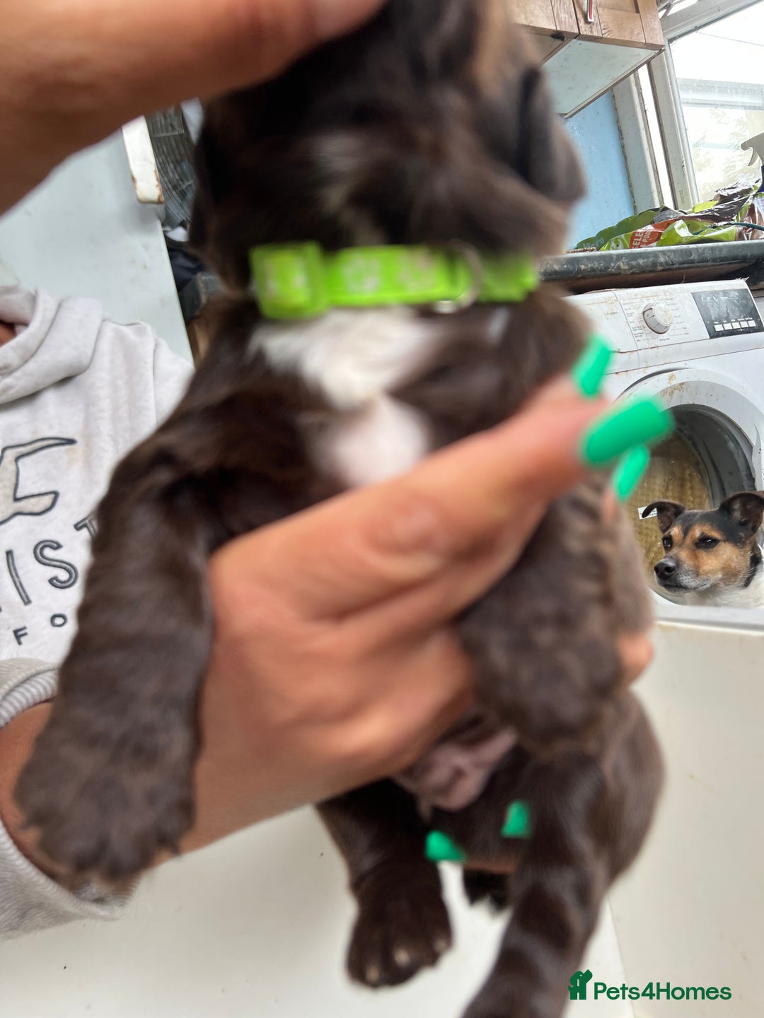 Sprocker dogs for sale: Chocolate sprocker spaniel puppies  - Image 9