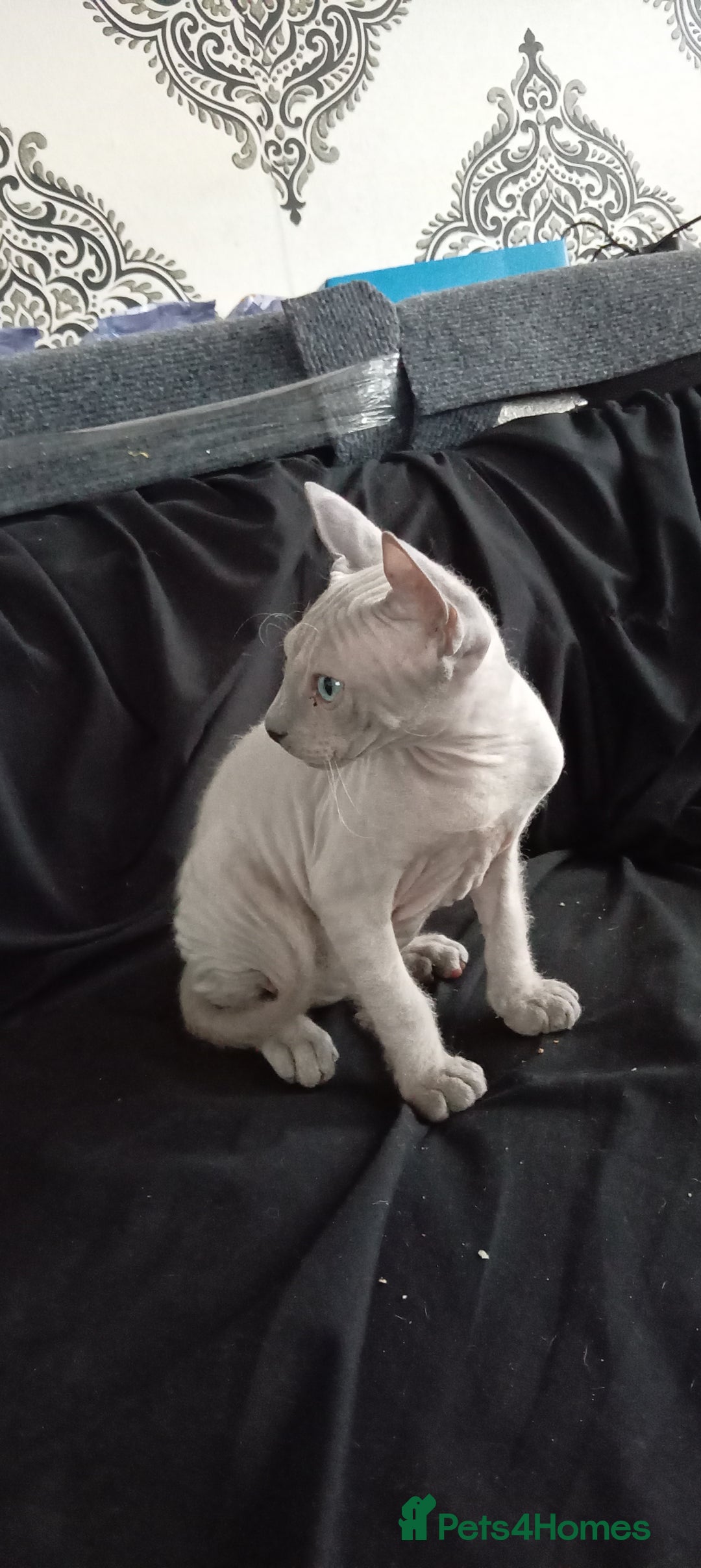 Sphynx cats for sale: 2 MONTHS OLD BLUE EYES SPHYNX PETERBALD - Image 4