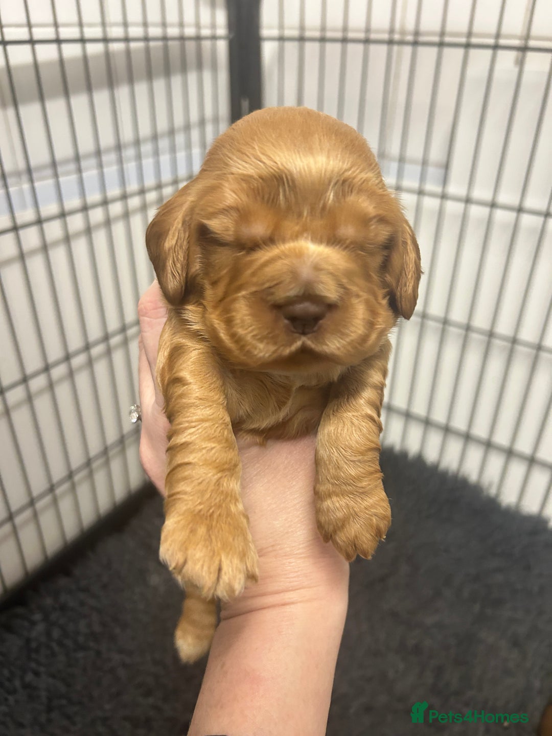 Cocker Spaniel dogs for sale: New litter of quality KC show cocker spaniels  - Advert 8