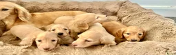 Miniature Dachshund dogs for sale: Adorable cream mini long haired dachshund puppies in Bridgend - Advert 2