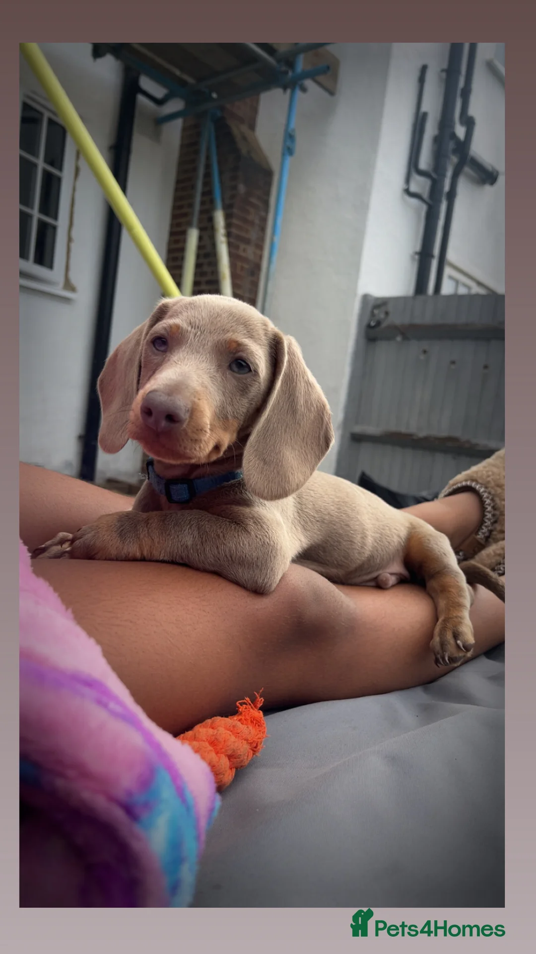 Miniature Dachshund dogs for sale: Dachshund  - Advert 10