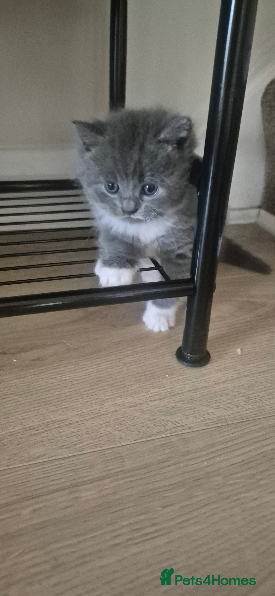 British Shorthair cats for sale: British shorthair cross please read description - Image 3