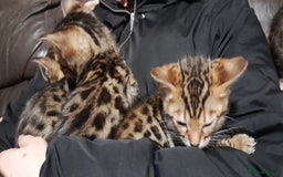 Bengal cats for sale: Stunning Bengal boys  - Image 5