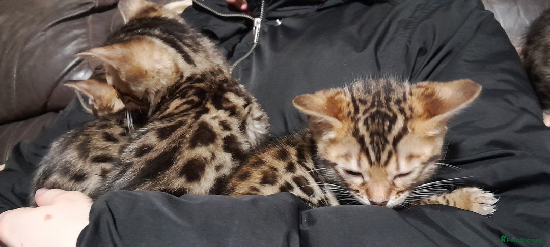 Bengal cats for sale: Stunning Bengal boys  - Image 5