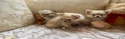 Pomchi dogs for sale: Adorable Pomchis ready to go now to family homes.  in Darlington - Advert 11