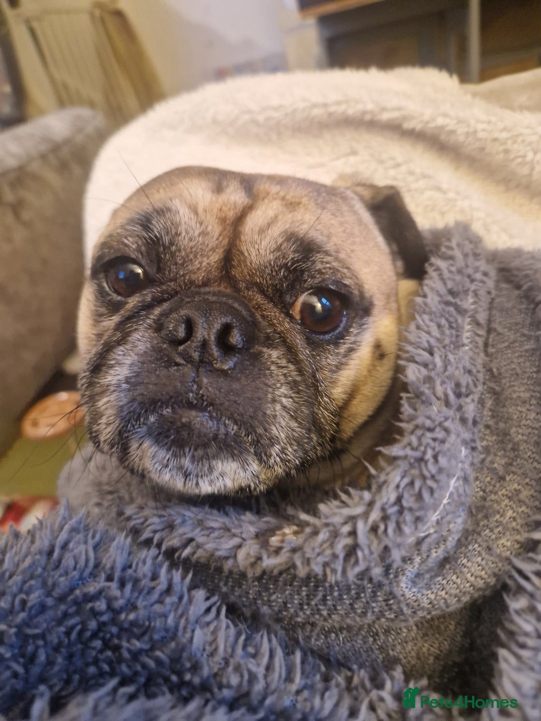 Mixed Breed dogs for sale: 5 year old norrie - Advert 7