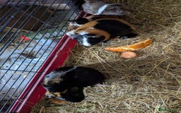 Guinea Pig rodents for sale: 7 beautiful mixed sex unsexed gineapigs  - Image 2