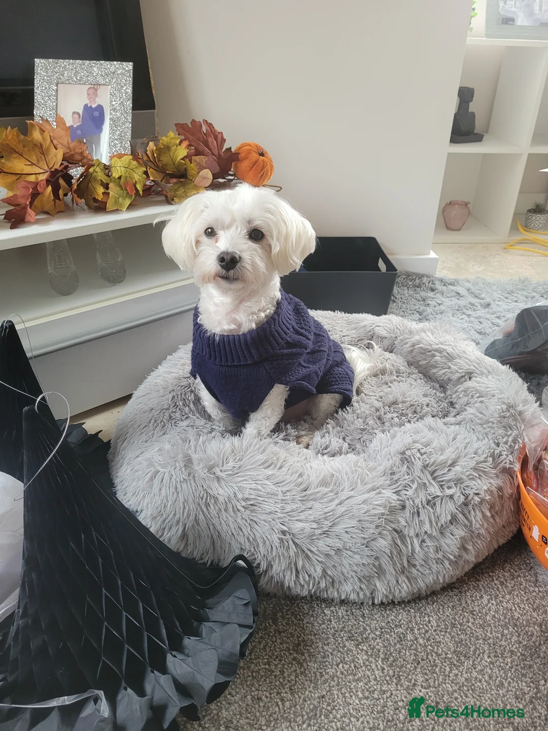 Maltipoo dogs for stud: Male  - Advert 2