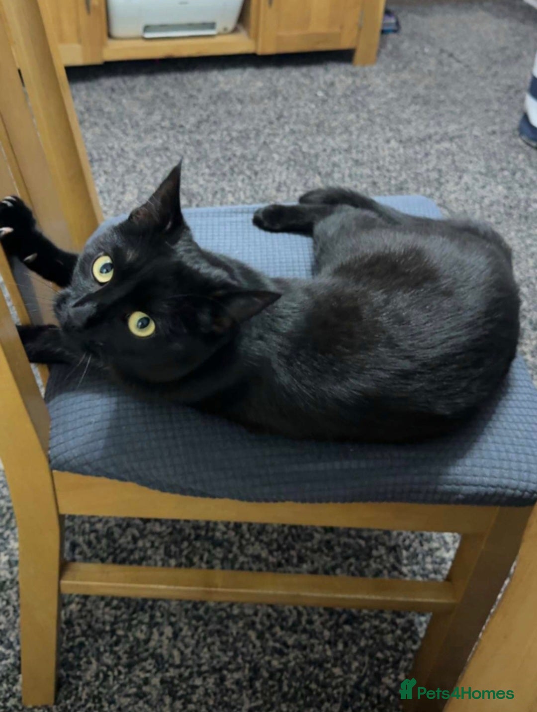 Mixed Breed cats for sale: Black cat  - Advert 1