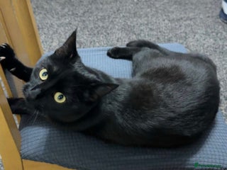 Mixed Breed cats Black cat - Advert 5