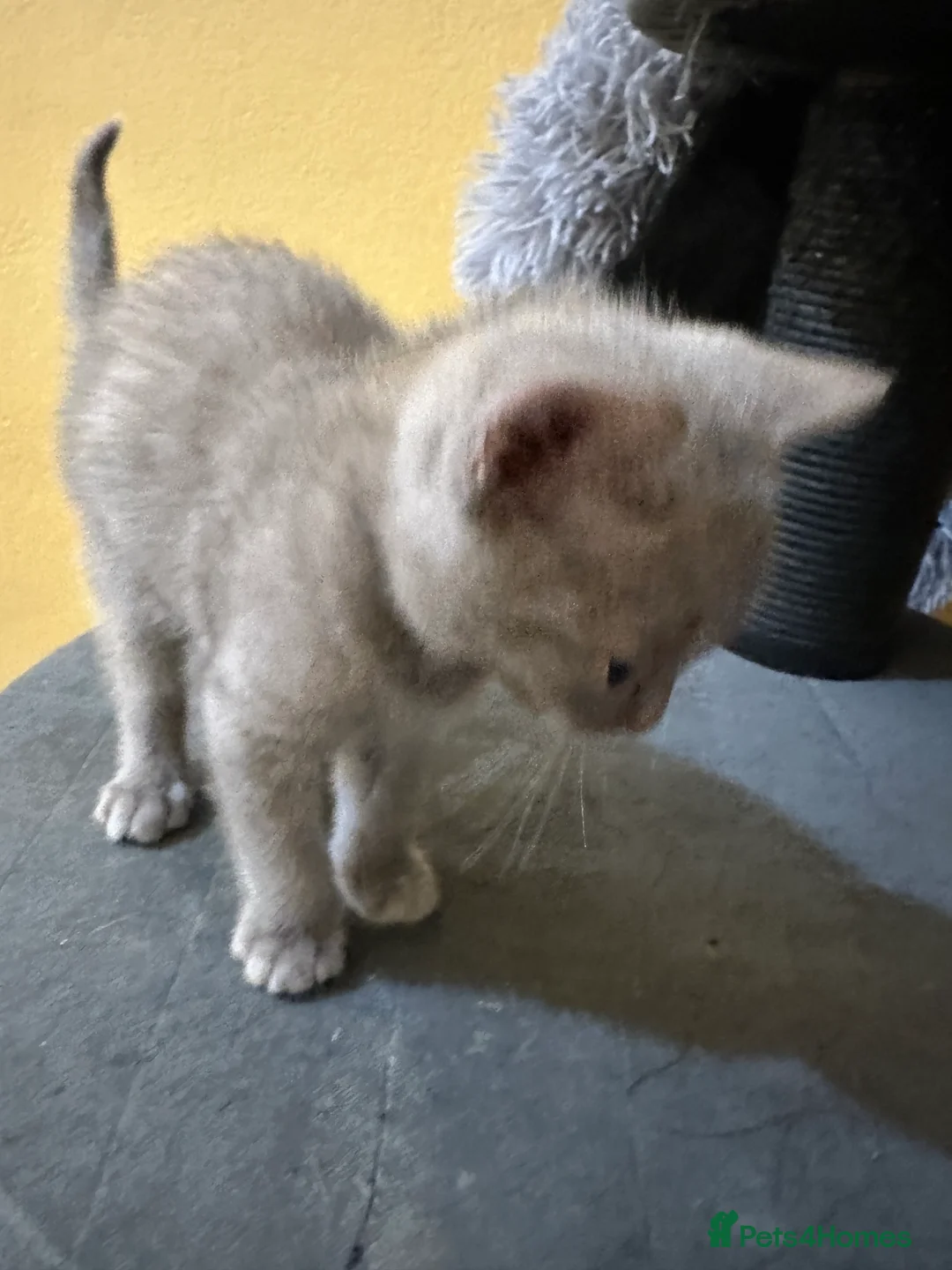 Bengal cats for sale: 2 Smokey Blue Male Bengals 1 Female Tanny - Advert 6