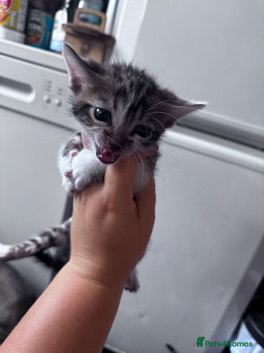 Bengal cats for sale: Bengal Kittens ready to be reserved  - Image 22