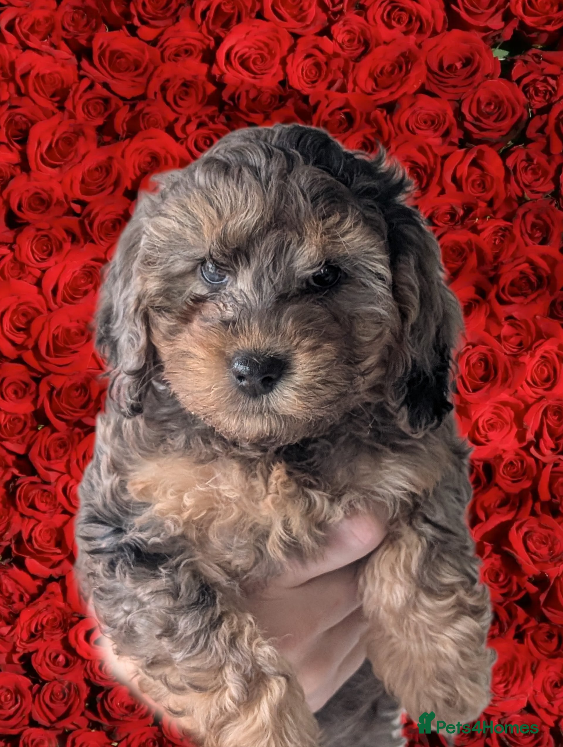 Cockapoo dogs Cockapoos F2b RTL Amazing coats Parents DNA clear - Advert 4