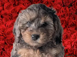 Cockapoo dogs Cockapoos F2b RTL Amazing coats Parents DNA clear - Advert 4