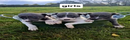 Whippet dogs for sale: Whippet pups - Advert 4