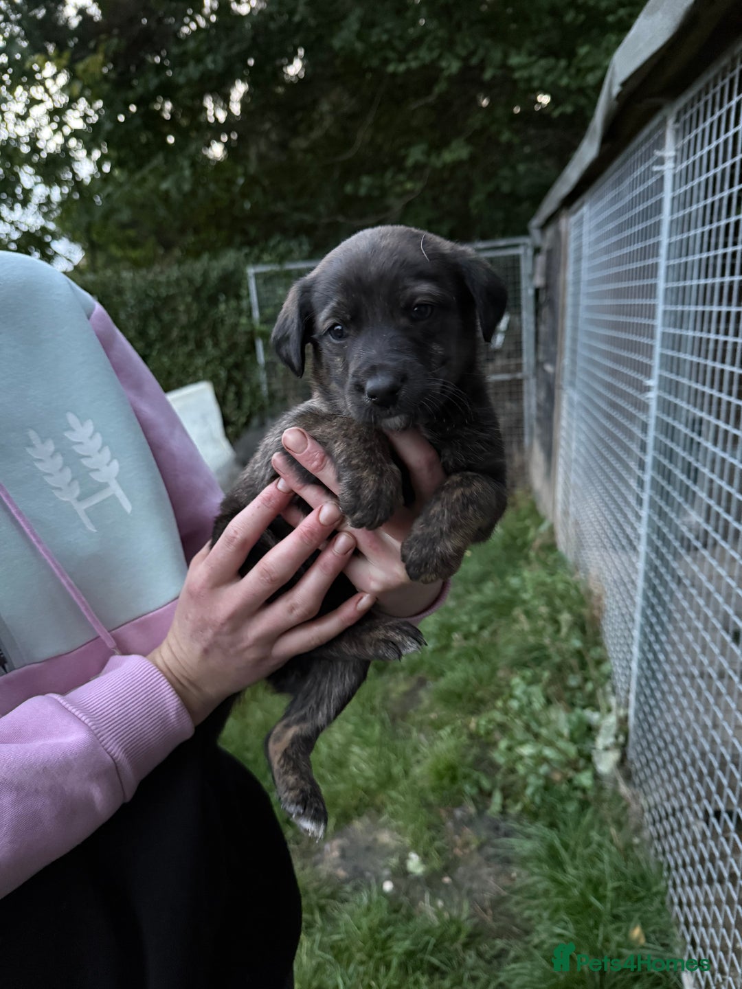 Lurcher dogs for sale: Bull lurcher puppies - Image 4