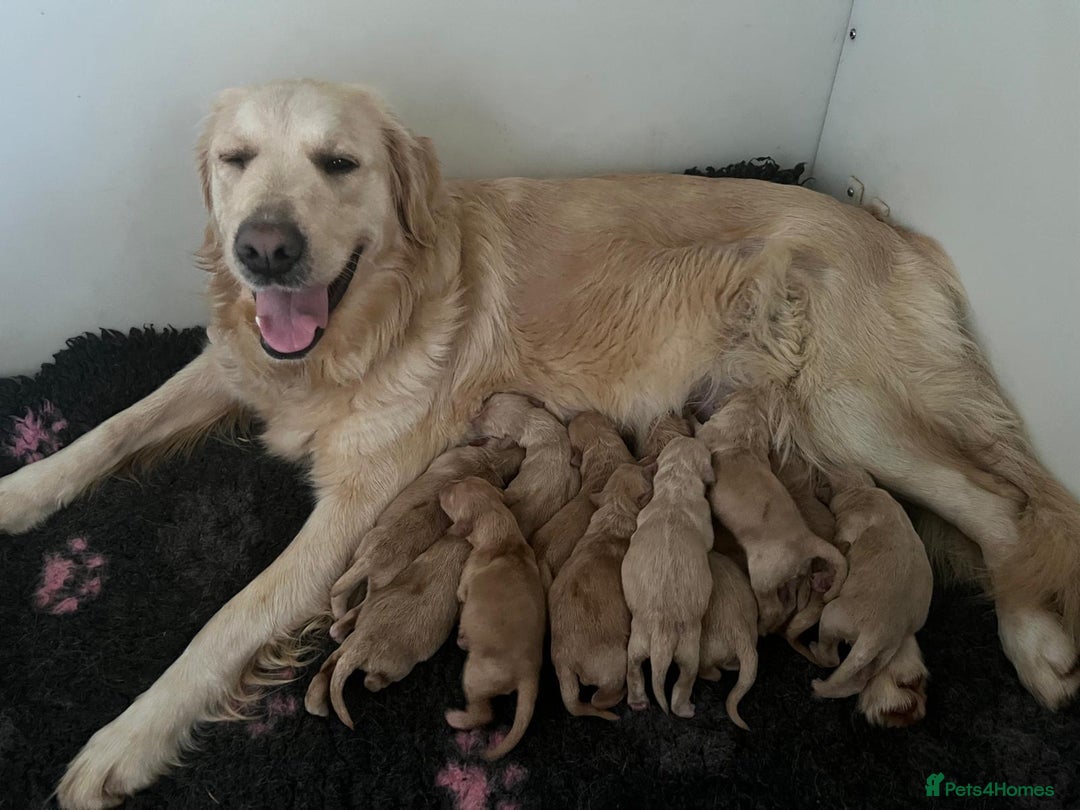 Golden Retriever dogs for sale: 10 gorgeous kc reg golden retriever puppies  - Advert 2