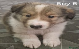 Mixed Breed dogs for sale: Beautiful three quarter Rough collie puppies  - Image 5
