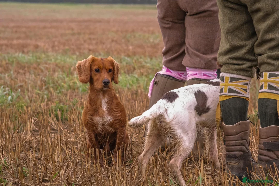 Cocker Spaniel dogs for stud: Gunner, KC Registered, Fully Health Tested WCS in Bury Saint Edmunds - Advert 6