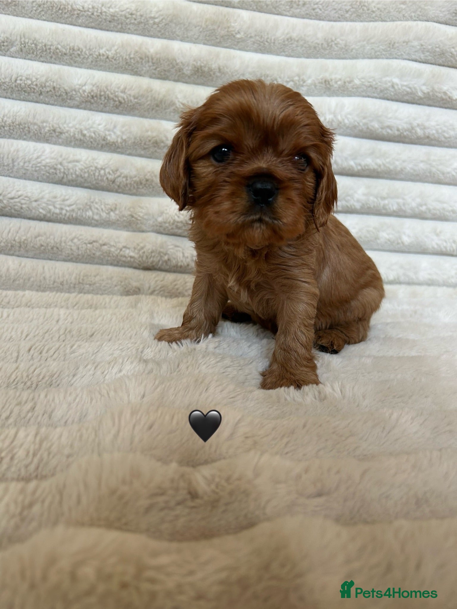 Cavalier King Charles Spaniel dogs Cavalier King Charles  - Advert 1