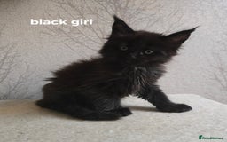 Maine Coon cats for sale: Maine Coon Kittens Polydactyl Russian line - Image 13