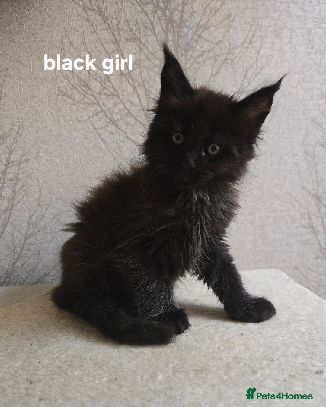 Maine Coon cats for sale: Maine Coon Kittens Polydactyl Russian line - Image 13