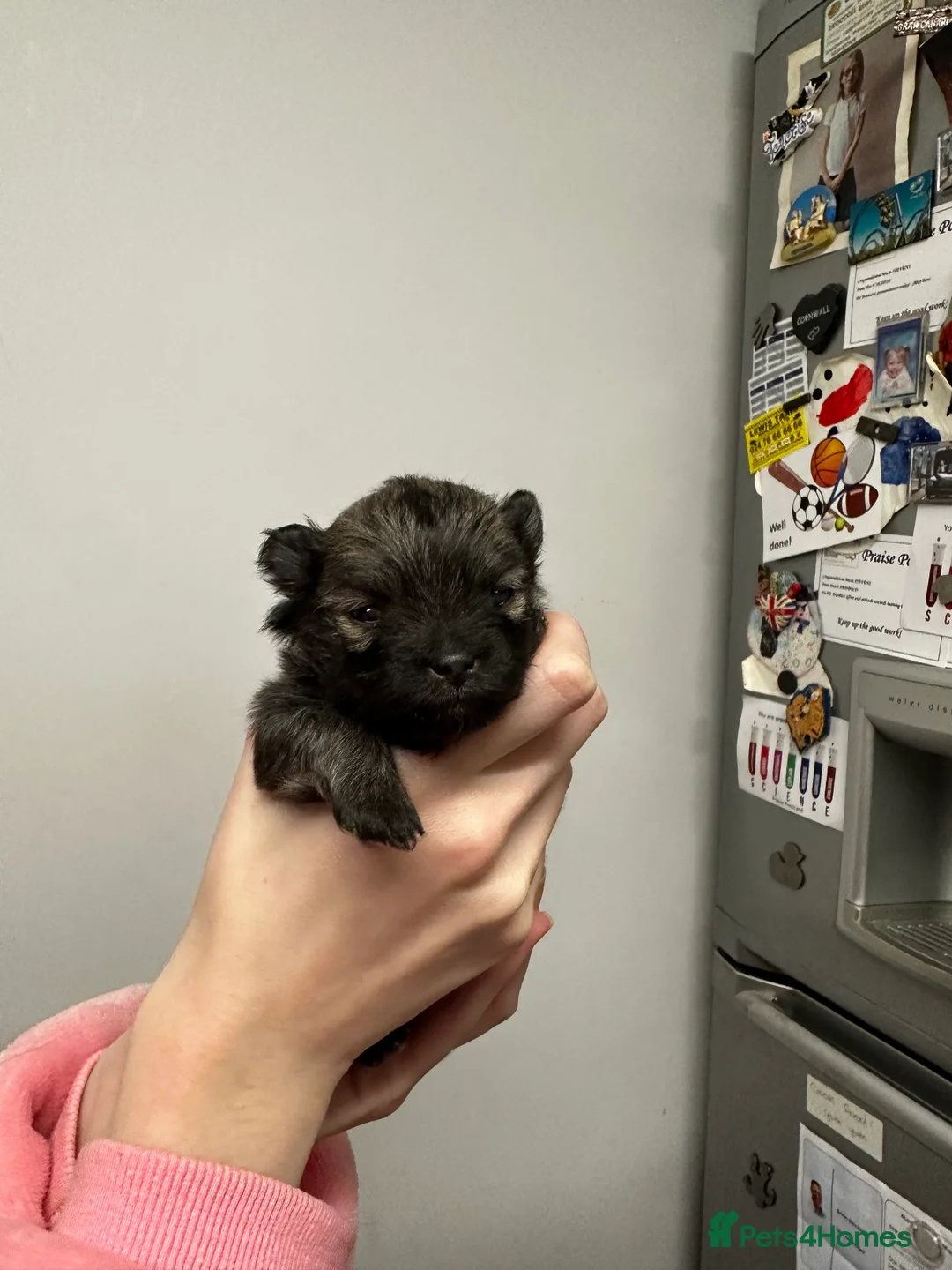 Pomeranian dogs for sale: GORGEOUS POMERANIAN PUPPIES!! 🐶🐶🐶 - Advert 34