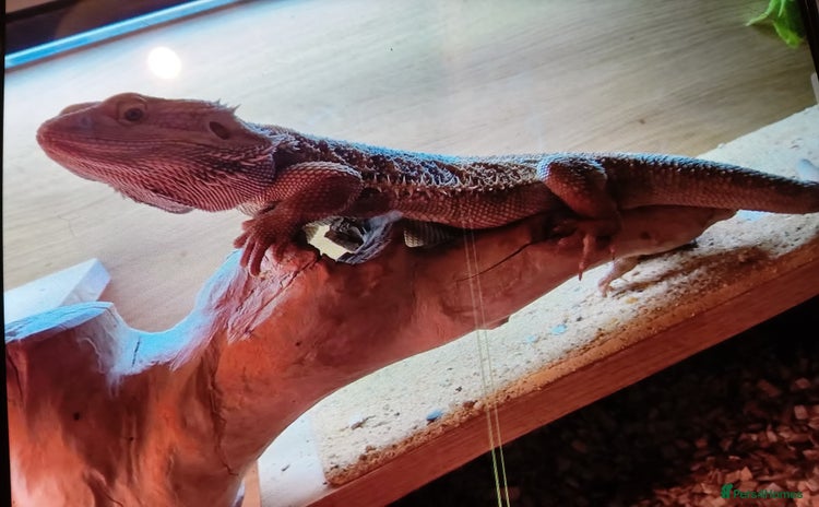 Dragon reptiles - Advert 2