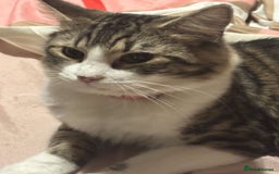 Maine Coon cats for sale: willow maine coon cross begal - Image 7