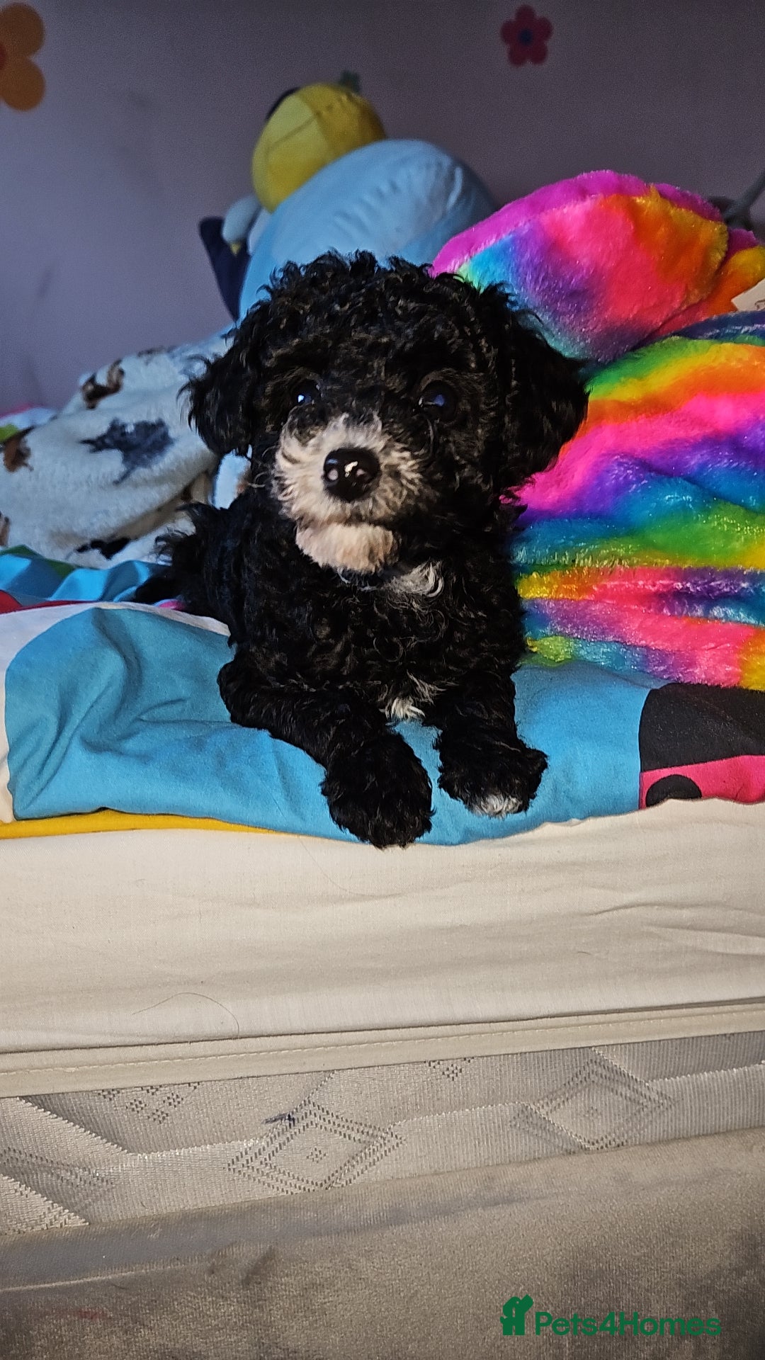 Maltipoo dogs for sale: 6 months old maltipoo - Image 5