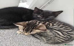 Domestic Shorthair cats for sale: 2 cute male kittens  - Image 2