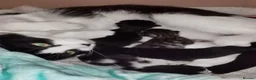 Mixed Breed cats for sale: 4 mixed breed kittens in Aylesbury - Advert 1
