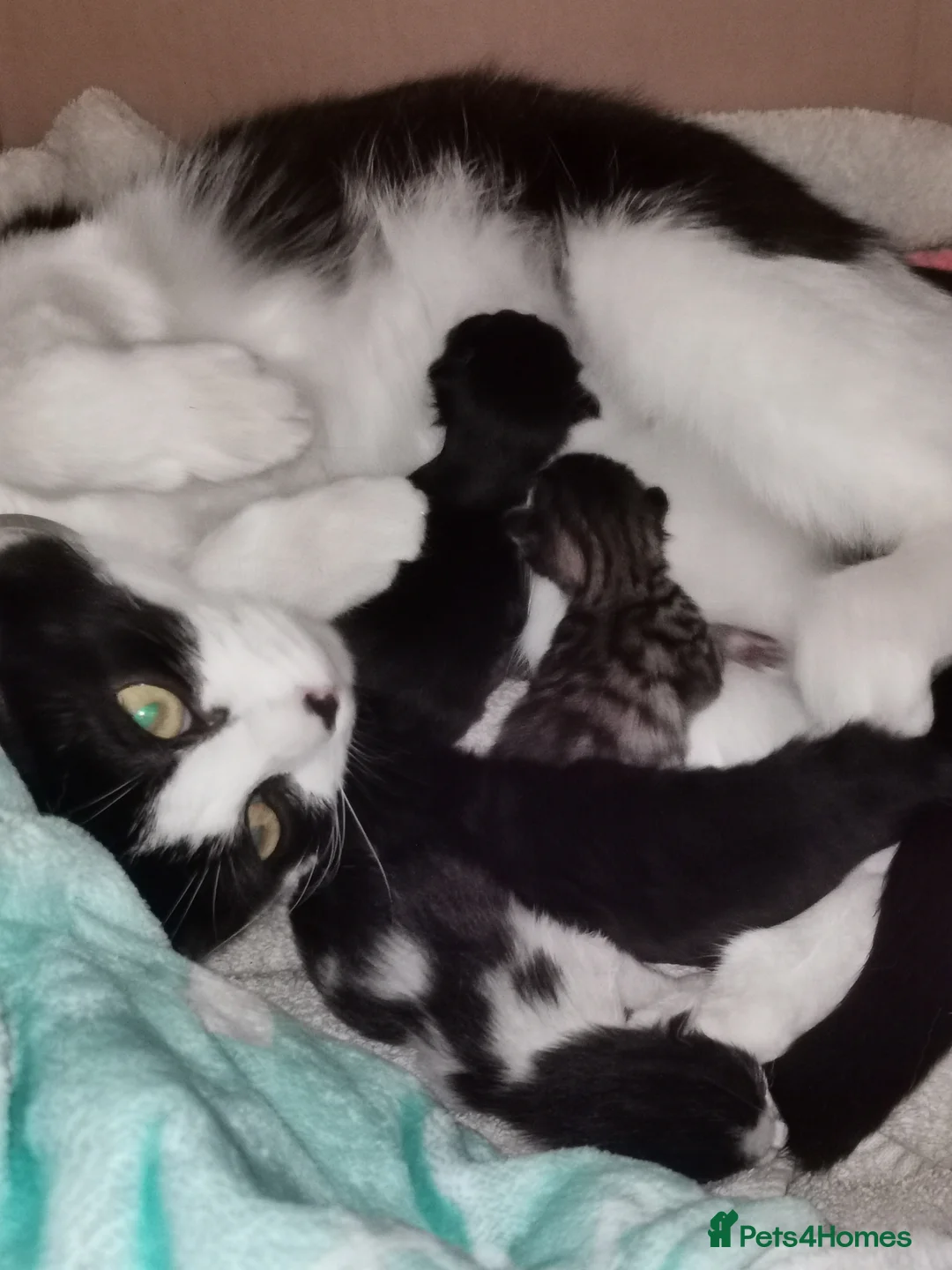Mixed Breed cats for sale: 4 mixed breed kittens in Aylesbury - Advert 1