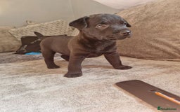 Patterdale Terrier dogs for sale: Patterdale puppies male  - Image 7