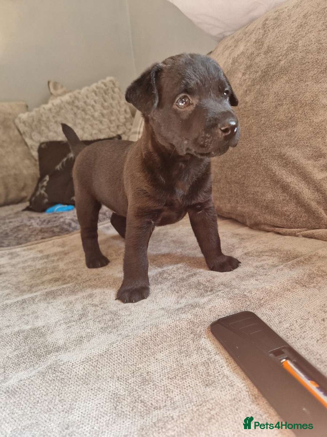 Patterdale Terrier dogs for sale: Patterdale puppies male  - Image 7