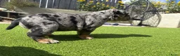 Olde English Bulldogge dogs for sale: STUNNING RARE OLD ENGLISH BULLDOG PUPS - Advert 6
