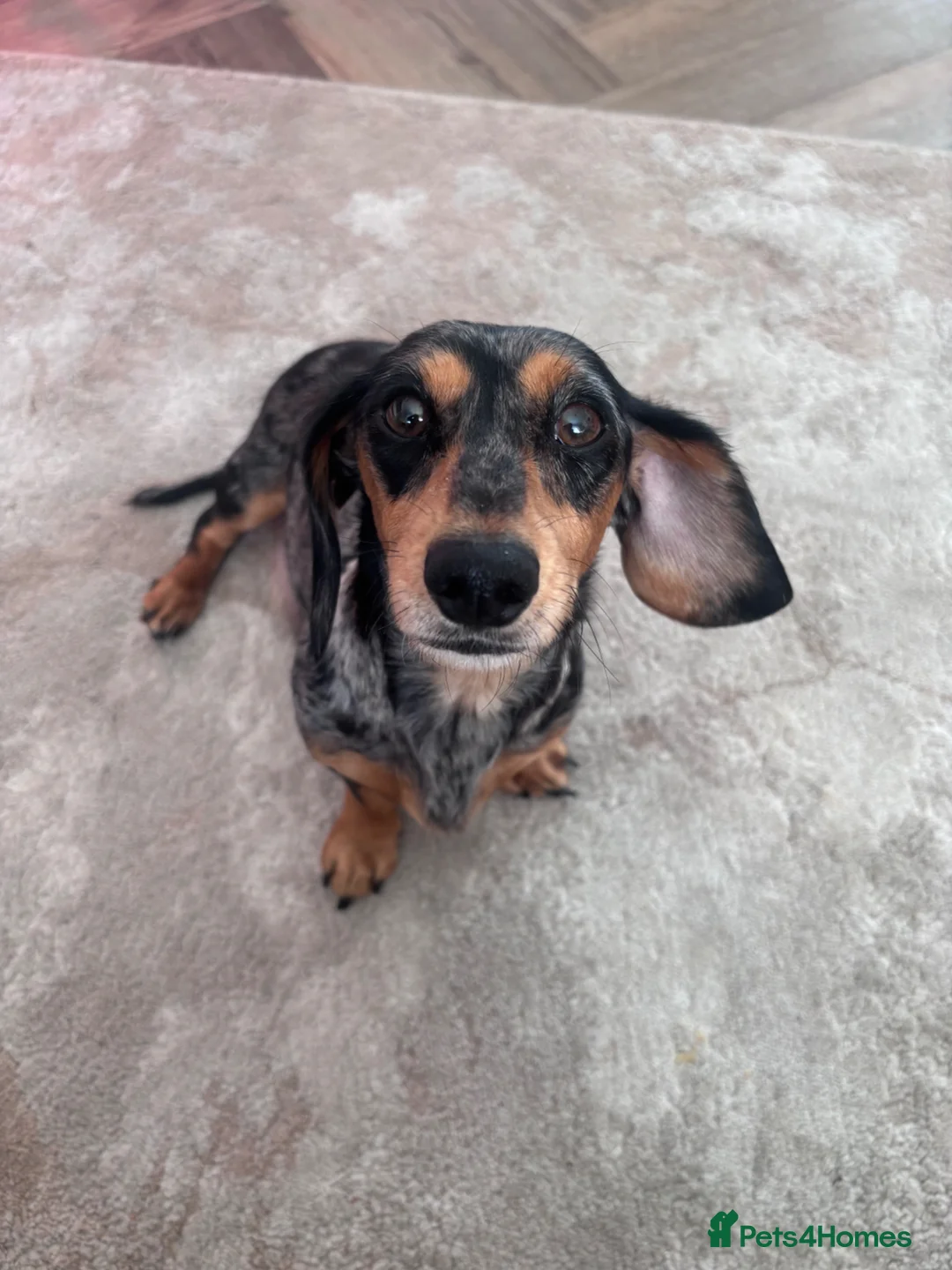 Miniature Dachshund dogs for sale: 3 gorgeous miniature Dachshunds. 🐶 READY TO GO!  - Advert 2