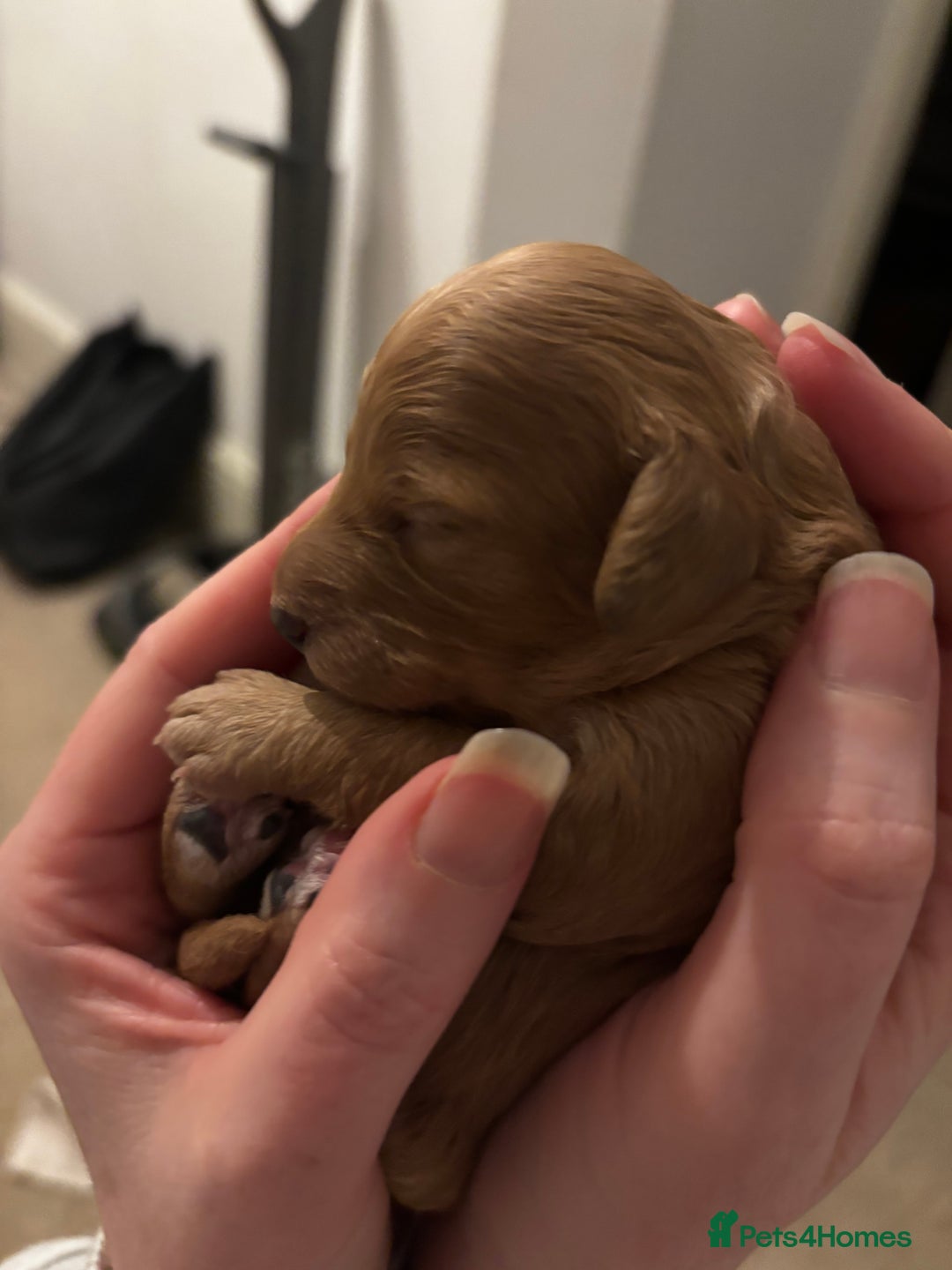 Cavapoo dogs for sale: Beautiful F1B Cavapoo puppies - Advert 10