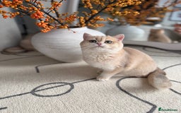 British Shorthair cats for sale: Lilac Golden British Shorthair kitten 🤍 - Advert 15