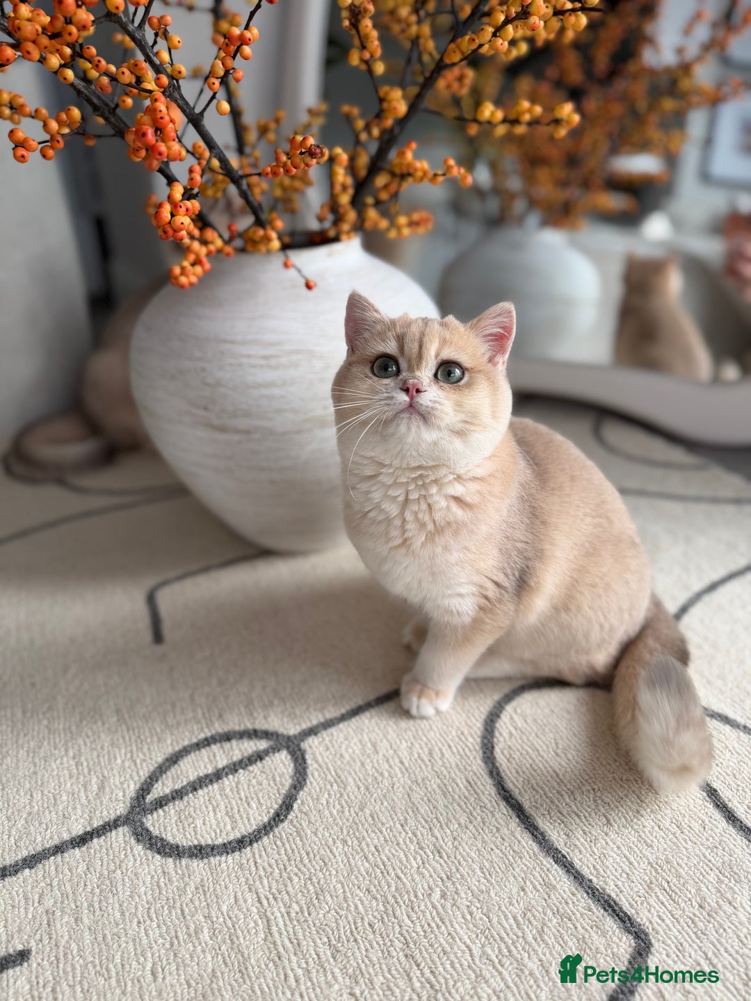 British Shorthair cats for sale: Lilac Golden British Shorthair kitten 🤍 - Advert 15