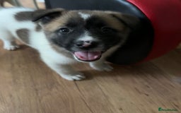Akita dogs for sale: American akita Female bitches  - Image 22