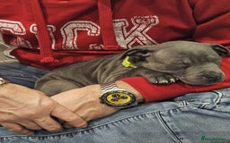 Staffordshire Bull Terrier dogs for sale: Royal blue full pedigree staff - Image 10