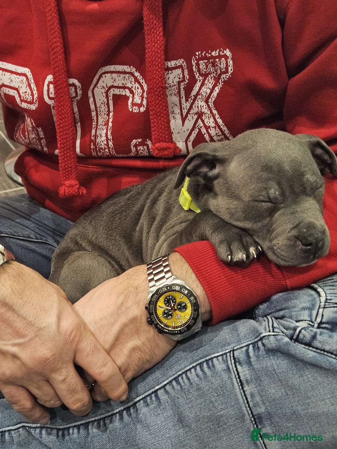 Staffordshire Bull Terrier dogs for sale: Royal blue full pedigree staff - Image 10